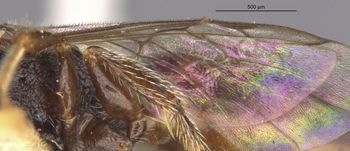 Media type: image;   Entomology 32863 Aspect: Wing hind